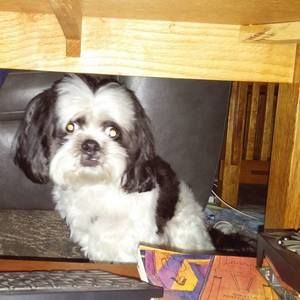 Meet your Posher, Donna